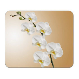 Коврик прямоугольный с принтом Orhid , натуральный каучук | размер 230 х 185 мм; запечатка лицевой стороны | девушки | красота | орхидея | прелесть | цветы