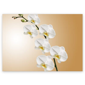 Поздравительная открытка с принтом Orhid , 100% бумага | плотность бумаги 280 г/м2, матовая, на обратной стороне линовка и место для марки
 | Тематика изображения на принте: девушки | красота | орхидея | прелесть | цветы