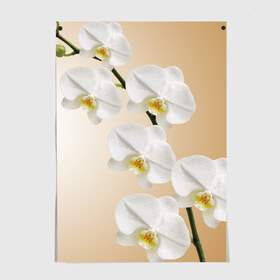 Постер с принтом Orhid , 100% бумага
 | бумага, плотность 150 мг. Матовая, но за счет высокого коэффициента гладкости имеет небольшой блеск и дает на свету блики, но в отличии от глянцевой бумаги не покрыта лаком | девушки | красота | орхидея | прелесть | цветы