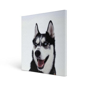Холст квадратный с принтом Сибирский хаски , 100% ПВХ |  | Тематика изображения на принте: взгляд | голубые глаза | зима | сибирь | снег | собака | хаски | хаски бандит | холод