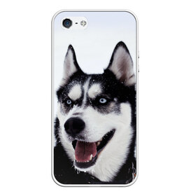 Чехол для iPhone 5/5S матовый с принтом Сибирский хаски , Силикон | Область печати: задняя сторона чехла, без боковых панелей | взгляд | голубые глаза | зима | сибирь | снег | собака | хаски | хаски бандит | холод
