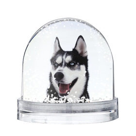 Снежный шар с принтом Сибирский хаски , Пластик | Изображение внутри шара печатается на глянцевой фотобумаге с двух сторон | взгляд | голубые глаза | зима | сибирь | снег | собака | хаски | хаски бандит | холод