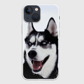Чехол для iPhone 13 mini с принтом Сибирский хаски ,  |  | взгляд | голубые глаза | зима | сибирь | снег | собака | хаски | хаски бандит | холод