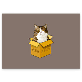 Поздравительная открытка с принтом Maru , 100% бумага | плотность бумаги 280 г/м2, матовая, на обратной стороне линовка и место для марки
 | cat | maru | коробка | кот в коробке | кот мару | котейка | кошка | мару | прикол