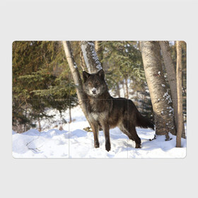 Магнитный плакат 3Х2 с принтом Король леса , Полимерный материал с магнитным слоем | 6 деталей размером 9*9 см | Тематика изображения на принте: волки | животные | зима | зимние | картинки | снег | фото