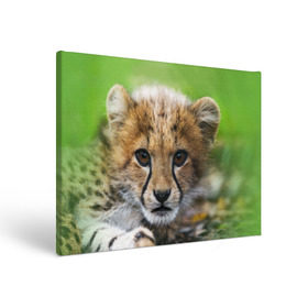 Холст прямоугольный с принтом Котёнок гепарда , 100% ПВХ |  | гепард | дикая кошка | котёнок | кошка | лев | природа | тигр | хищник | ягуар
