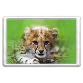 Магнит 45*70 с принтом Котёнок гепарда , Пластик | Размер: 78*52 мм; Размер печати: 70*45 | гепард | дикая кошка | котёнок | кошка | лев | природа | тигр | хищник | ягуар