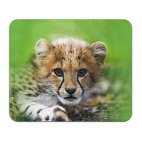 Коврик прямоугольный с принтом Котёнок гепарда , натуральный каучук | размер 230 х 185 мм; запечатка лицевой стороны | гепард | дикая кошка | котёнок | кошка | лев | природа | тигр | хищник | ягуар