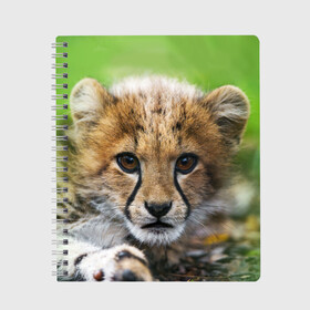 Тетрадь с принтом Котёнок гепарда , 100% бумага | 48 листов, плотность листов — 60 г/м2, плотность картонной обложки — 250 г/м2. Листы скреплены сбоку удобной пружинной спиралью. Уголки страниц и обложки скругленные. Цвет линий — светло-серый
 | Тематика изображения на принте: гепард | дикая кошка | котёнок | кошка | лев | природа | тигр | хищник | ягуар