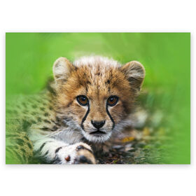 Поздравительная открытка с принтом Котёнок гепарда , 100% бумага | плотность бумаги 280 г/м2, матовая, на обратной стороне линовка и место для марки
 | гепард | дикая кошка | котёнок | кошка | лев | природа | тигр | хищник | ягуар
