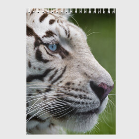 Скетчбук с принтом Белый тигр , 100% бумага
 | 48 листов, плотность листов — 100 г/м2, плотность картонной обложки — 250 г/м2. Листы скреплены сверху удобной пружинной спиралью | абессинкая | домашние | животные | кот | котенок | кошка | порода | сиамская | тигр | хищник