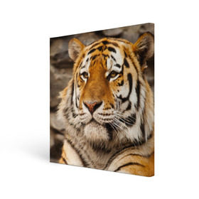 Холст квадратный с принтом Тигр , 100% ПВХ |  | амурский | животные | киса | кот | котенок | кошка | пума | рысь | серый | тигр | хищник