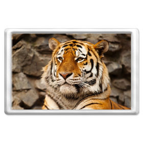 Магнит 45*70 с принтом Тигр , Пластик | Размер: 78*52 мм; Размер печати: 70*45 | амурский | животные | киса | кот | котенок | кошка | пума | рысь | серый | тигр | хищник