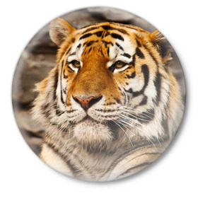 Значок с принтом Тигр ,  металл | круглая форма, металлическая застежка в виде булавки | Тематика изображения на принте: амурский | животные | киса | кот | котенок | кошка | пума | рысь | серый | тигр | хищник
