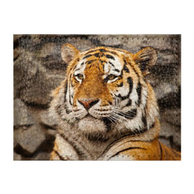 Обложка для студенческого билета с принтом Тигр , натуральная кожа | Размер: 11*8 см; Печать на всей внешней стороне | Тематика изображения на принте: амурский | животные | киса | кот | котенок | кошка | пума | рысь | серый | тигр | хищник