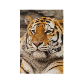 Обложка для паспорта матовая кожа с принтом Тигр , натуральная матовая кожа | размер 19,3 х 13,7 см; прозрачные пластиковые крепления | амурский | животные | киса | кот | котенок | кошка | пума | рысь | серый | тигр | хищник
