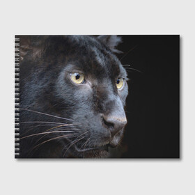 Альбом для рисования с принтом Черная пантера , 100% бумага
 | матовая бумага, плотность 200 мг. | Тематика изображения на принте: животные | кис | киска | кот | котенок | котик | кошечка | кошка | пантера | рысь | тигр | хищник