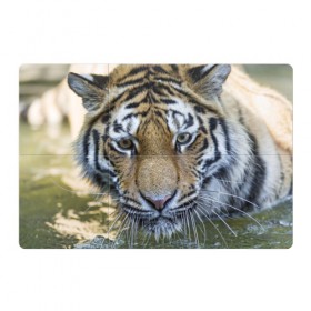 Магнитный плакат 3Х2 с принтом Тигр , Полимерный материал с магнитным слоем | 6 деталей размером 9*9 см | Тематика изображения на принте: животные | кошка | лев | тигр | тигренок | тигрица | хищник