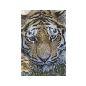 Обложка для паспорта матовая кожа с принтом Тигр , натуральная матовая кожа | размер 19,3 х 13,7 см; прозрачные пластиковые крепления | животные | кошка | лев | тигр | тигренок | тигрица | хищник