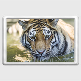 Магнит 45*70 с принтом Тигр , Пластик | Размер: 78*52 мм; Размер печати: 70*45 | Тематика изображения на принте: животные | кошка | лев | тигр | тигренок | тигрица | хищник