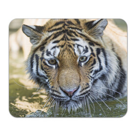 Коврик прямоугольный с принтом Тигр , натуральный каучук | размер 230 х 185 мм; запечатка лицевой стороны | Тематика изображения на принте: животные | кошка | лев | тигр | тигренок | тигрица | хищник