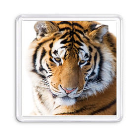 Магнит 55*55 с принтом Тигр , Пластик | Размер: 65*65 мм; Размер печати: 55*55 мм | амурский | животные | киса | кот | котенок | кошка | пума | рысь | серый | тигр | хищник