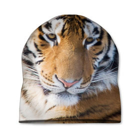 Шапка 3D с принтом Тигр , 100% полиэстер | универсальный размер, печать по всей поверхности изделия | Тематика изображения на принте: амурский | животные | киса | кот | котенок | кошка | пума | рысь | серый | тигр | хищник