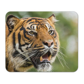 Коврик прямоугольный с принтом Тигр , натуральный каучук | размер 230 х 185 мм; запечатка лицевой стороны | 