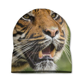 Шапка 3D с принтом Тигр , 100% полиэстер | универсальный размер, печать по всей поверхности изделия | 
