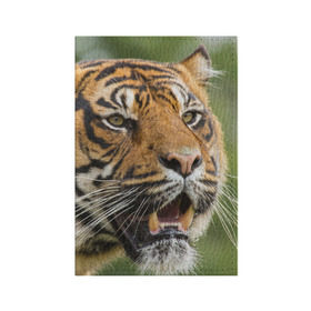 Обложка для паспорта матовая кожа с принтом Тигр , натуральная матовая кожа | размер 19,3 х 13,7 см; прозрачные пластиковые крепления | 