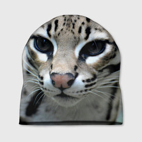Шапка 3D с принтом Дикая кошка , 100% полиэстер | универсальный размер, печать по всей поверхности изделия | амурский | животные | киса | кот | котенок | кошка | лев | львица | пума | рысь | серый | тигр | хищник