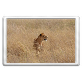 Магнит 45*70 с принтом Львица в траве , Пластик | Размер: 78*52 мм; Размер печати: 70*45 | амурский | животные | киса | кот | котенок | кошка | лев | львица | пума | рысь | серый | тигр | хищник