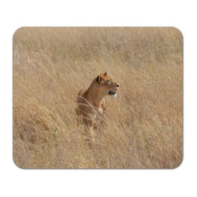 Коврик прямоугольный с принтом Львица в траве , натуральный каучук | размер 230 х 185 мм; запечатка лицевой стороны | амурский | животные | киса | кот | котенок | кошка | лев | львица | пума | рысь | серый | тигр | хищник