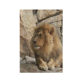Обложка для паспорта матовая кожа с принтом Лев , натуральная матовая кожа | размер 19,3 х 13,7 см; прозрачные пластиковые крепления | амурский | животные | киса | кот | котенок | кошка | лев | львица | пума | рысь | серый | тигр | хищник