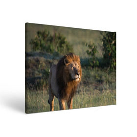 Холст прямоугольный с принтом Лев , 100% ПВХ |  | Тематика изображения на принте: амурский | животные | киса | кот | котенок | кошка | лев | львица | пума | рысь | серый | тигр | хищник