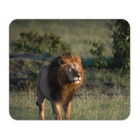 Коврик для мышки прямоугольный с принтом Лев , натуральный каучук | размер 230 х 185 мм; запечатка лицевой стороны | амурский | животные | киса | кот | котенок | кошка | лев | львица | пума | рысь | серый | тигр | хищник
