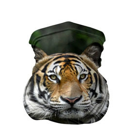 Бандана-труба 3D с принтом Тигр в джунглях , 100% полиэстер, ткань с особыми свойствами — Activecool | плотность 150‒180 г/м2; хорошо тянется, но сохраняет форму | Тематика изображения на принте: амурский | животные | зверь | киса | кот | котенок | кошка | тигр | хищник