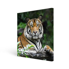 Холст квадратный с принтом Тигр в джунглях , 100% ПВХ |  | амурский | животные | зверь | киса | кот | котенок | кошка | тигр | хищник