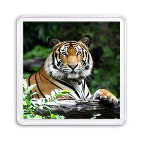 Магнит 55*55 с принтом Тигр в джунглях , Пластик | Размер: 65*65 мм; Размер печати: 55*55 мм | амурский | животные | зверь | киса | кот | котенок | кошка | тигр | хищник