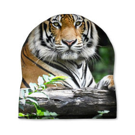 Шапка 3D с принтом Тигр в джунглях , 100% полиэстер | универсальный размер, печать по всей поверхности изделия | амурский | животные | зверь | киса | кот | котенок | кошка | тигр | хищник
