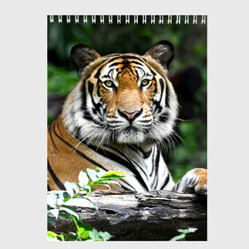 Скетчбук с принтом Тигр в джунглях , 100% бумага
 | 48 листов, плотность листов — 100 г/м2, плотность картонной обложки — 250 г/м2. Листы скреплены сверху удобной пружинной спиралью | амурский | животные | зверь | киса | кот | котенок | кошка | тигр | хищник