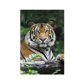 Обложка для паспорта матовая кожа с принтом Тигр в джунглях , натуральная матовая кожа | размер 19,3 х 13,7 см; прозрачные пластиковые крепления | Тематика изображения на принте: амурский | животные | зверь | киса | кот | котенок | кошка | тигр | хищник