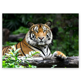 Поздравительная открытка с принтом Тигр в джунглях , 100% бумага | плотность бумаги 280 г/м2, матовая, на обратной стороне линовка и место для марки
 | Тематика изображения на принте: амурский | животные | зверь | киса | кот | котенок | кошка | тигр | хищник
