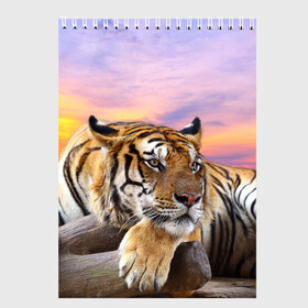 Скетчбук с принтом Тигр , 100% бумага
 | 48 листов, плотность листов — 100 г/м2, плотность картонной обложки — 250 г/м2. Листы скреплены сверху удобной пружинной спиралью | амурский | животные | зверь | киса | кот | котенок | кошка | тигр | хищник