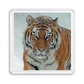 Магнит 55*55 с принтом Тигр , Пластик | Размер: 65*65 мм; Размер печати: 55*55 мм | Тематика изображения на принте: амурский | животные | зверь | киса | кот | котенок | кошка | тигр | хищник