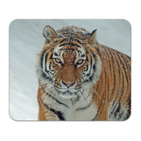 Коврик прямоугольный с принтом Тигр , натуральный каучук | размер 230 х 185 мм; запечатка лицевой стороны | Тематика изображения на принте: амурский | животные | зверь | киса | кот | котенок | кошка | тигр | хищник