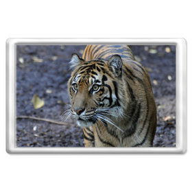 Магнит 45*70 с принтом Тигр , Пластик | Размер: 78*52 мм; Размер печати: 70*45 | амурский | животные | зверь | киса | кот | котенок | кошка | тигр | хищник