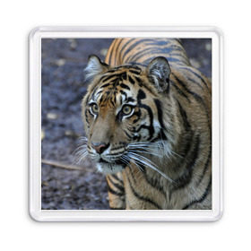 Магнит 55*55 с принтом Тигр , Пластик | Размер: 65*65 мм; Размер печати: 55*55 мм | амурский | животные | зверь | киса | кот | котенок | кошка | тигр | хищник