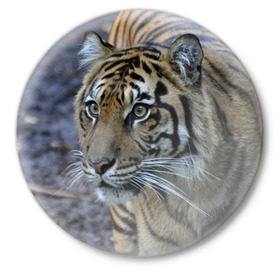 Значок с принтом Тигр ,  металл | круглая форма, металлическая застежка в виде булавки | Тематика изображения на принте: амурский | животные | зверь | киса | кот | котенок | кошка | тигр | хищник