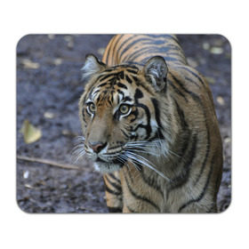 Коврик прямоугольный с принтом Тигр , натуральный каучук | размер 230 х 185 мм; запечатка лицевой стороны | амурский | животные | зверь | киса | кот | котенок | кошка | тигр | хищник